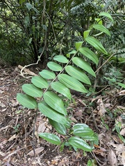 Polygonatum arisanense