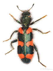 Trichodes favarius