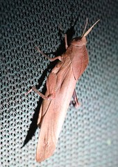 Lobosceliana loboscelis