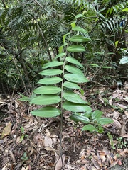 Polygonatum arisanense
