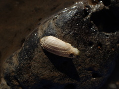 Pholadinae