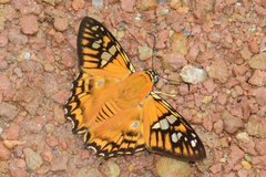 Myscelus amystis