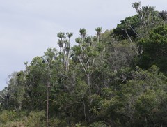 Euphorbia triangularis