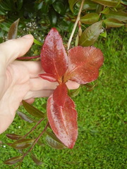 Exobasidium camelliae image