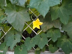 Cucurbita