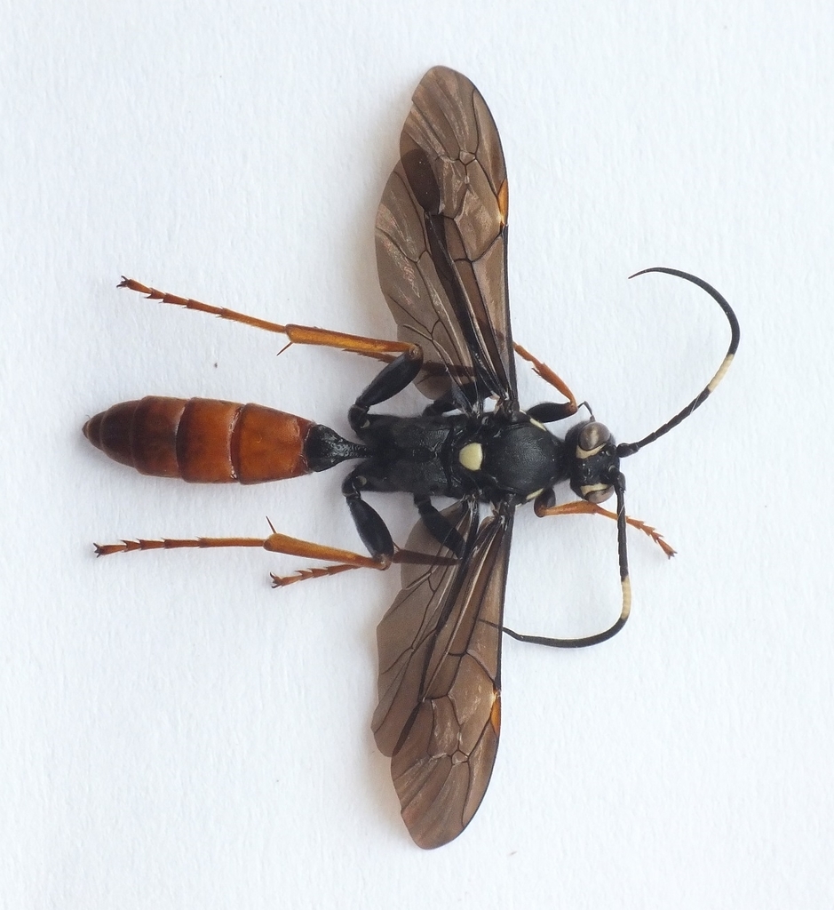 Amblyjoppa