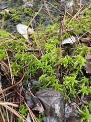 Sphagnum recurvum