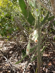 Consolea corallicola