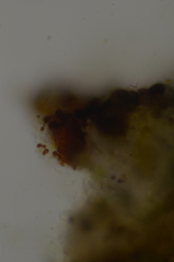 Gloeocapsopsis magma