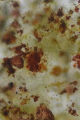 Gloeocapsopsis magma