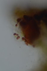 Gloeocapsopsis magma