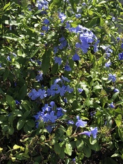 Plumbago auriculata