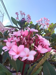 Plumeria rubra
