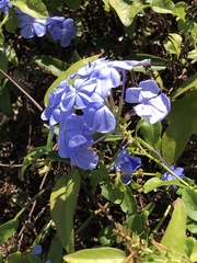 Plumbago auriculata
