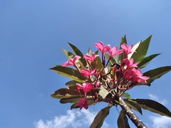 Plumeria rubra