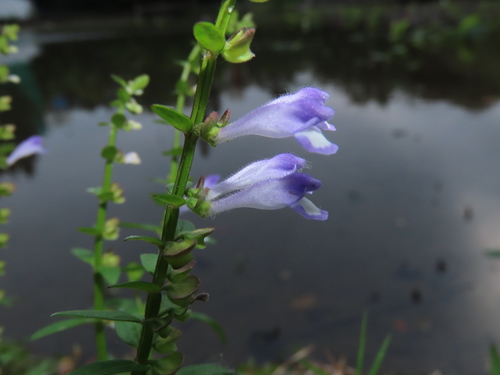 Scutellaria barbata (Scutellaria barbata)
