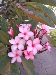 Plumeria rubra