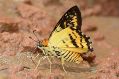 Myscelus amystis