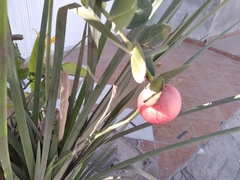 Magnoliopsida