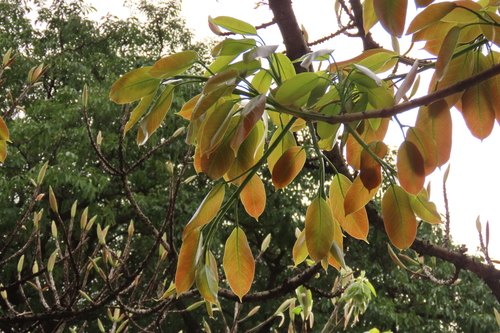 Image of Ficus caulocarpa by (c) chiuluan, some rights reserved (CC BY)