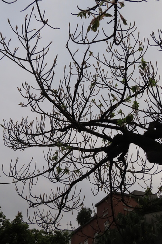 Image of Ficus caulocarpa by (c) chiuluan, some rights reserved (CC BY)
