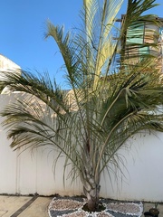Dypsis decaryi