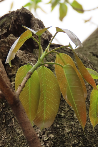 Ficus caulocarpa (Ficus caulocarpa)