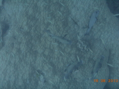 Plectorhinchus chaetodonoides