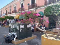 Bougainvillea