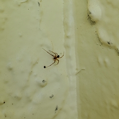 Theridiidae