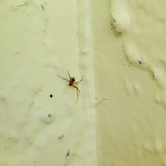 Theridiidae