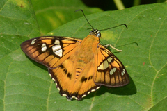Myscelus epimachia