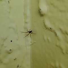Theridiidae