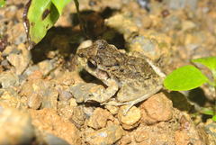 Craugastor laevissimus