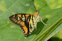 Myscelus epimachia