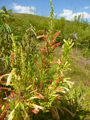 Erica curviflora