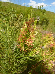 Erica curviflora