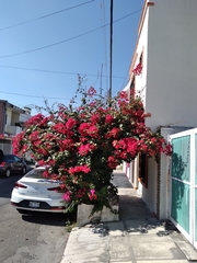 Bougainvillea