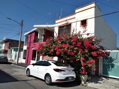 Bougainvillea