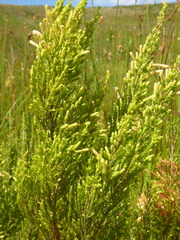 Erica curviflora