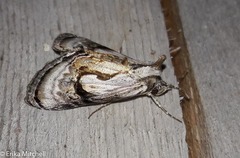 Chrysanympha formosa