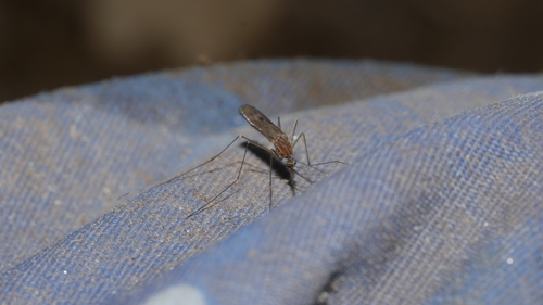 Common malaria mosquito photo 5