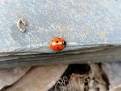 Coccinella septempunctata