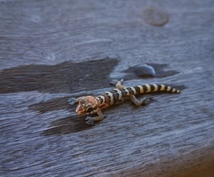 Pachydactylus formosus