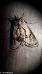 Chrysanympha formosa