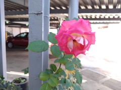Rosa