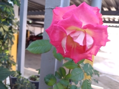Rosa