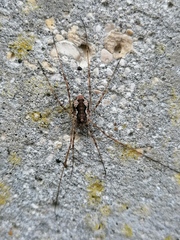 Dasylobus graniferus