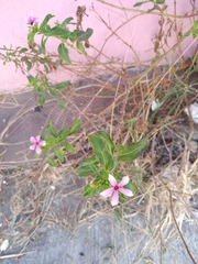 Catharanthus roseus roseus