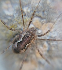 Dasylobus graniferus